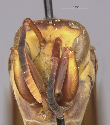 Media type: image;   Entomology 36003 Aspect: head frontal view